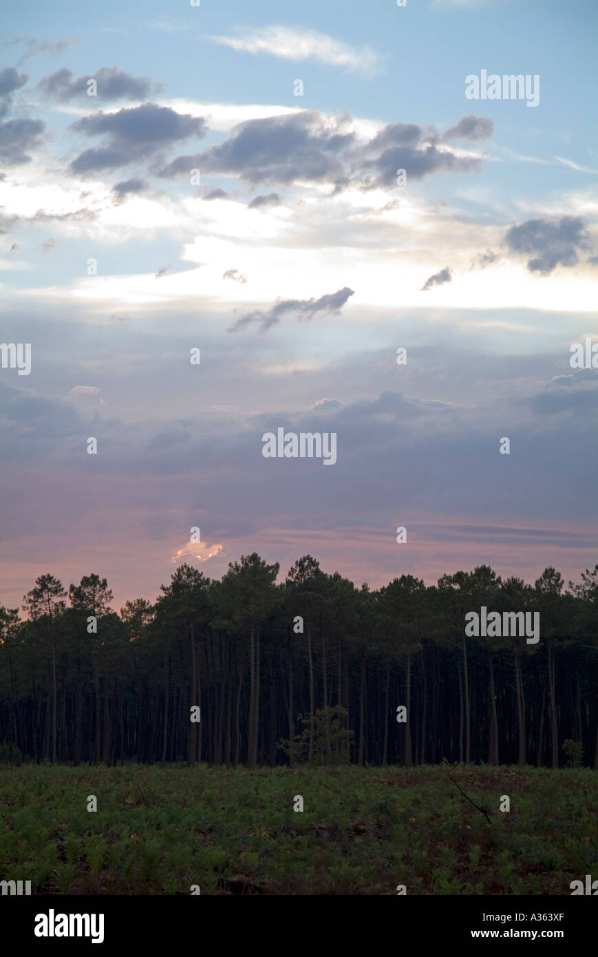 Silhouette der Pinien in der Abenddämmerung in den Landes Wald Frankreich Aquitanien Stockfoto