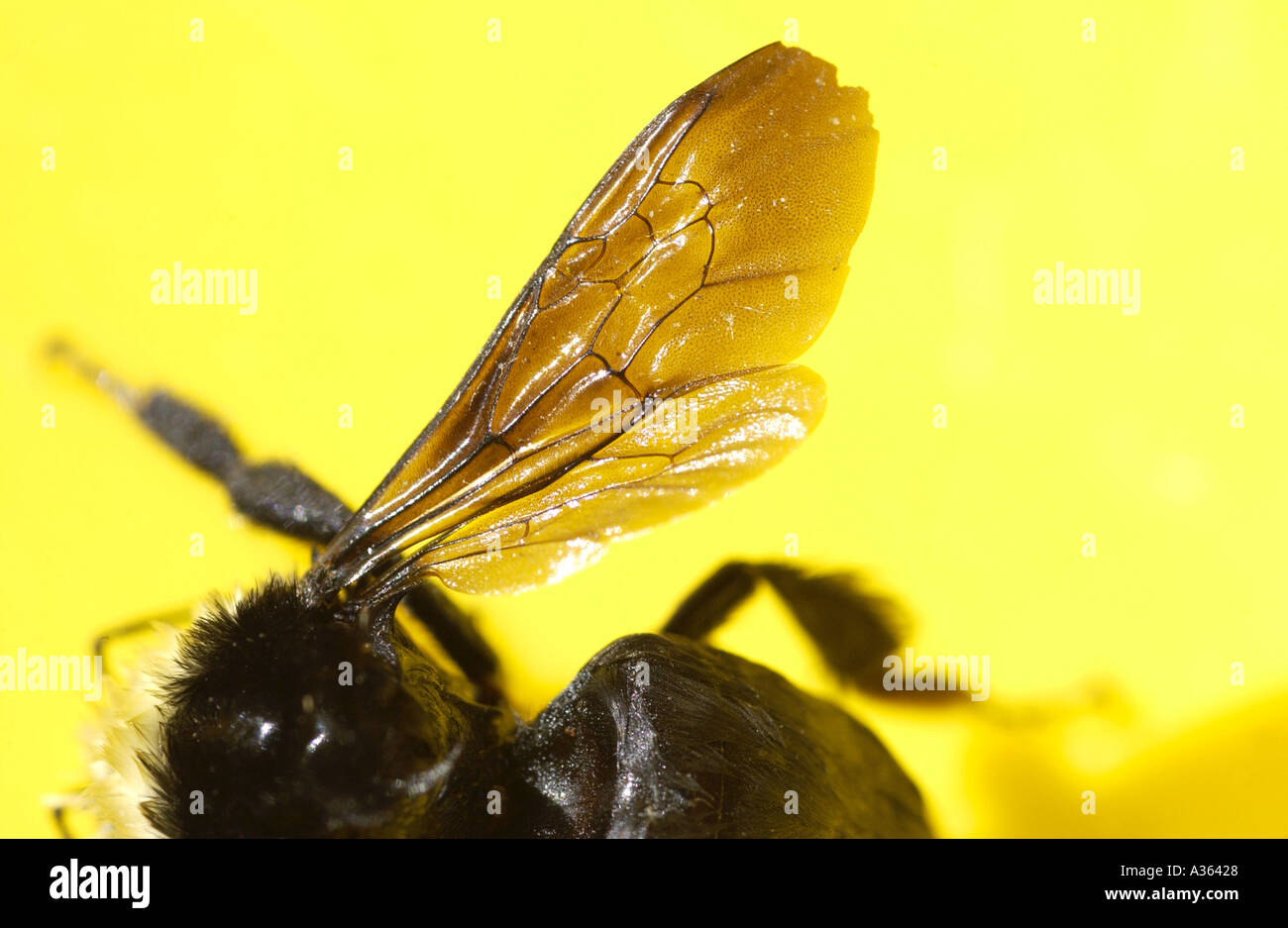Nahaufnahme eines Bumble-Bee-Flügels Stockfoto