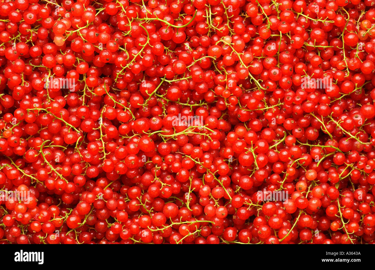 Hintergrund der frischen roten Johannisbeeren Stockfoto