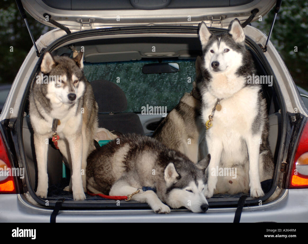 Malamute Hunde warten auf ihre Veranstaltung im Aviemore Siberian Husky Club Rally Wettbewerb auf Glenmore Stockfoto