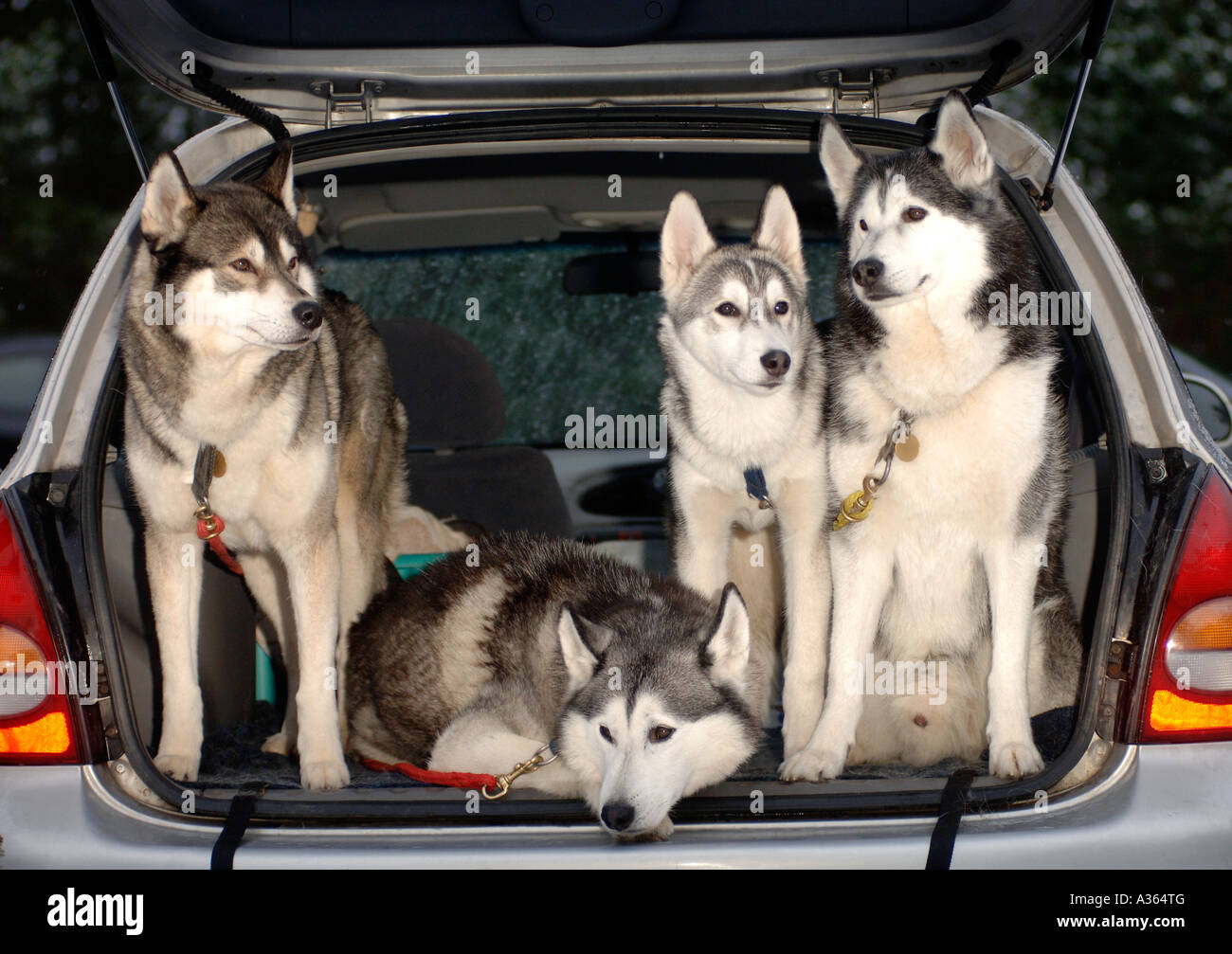 Malamute Hunde warten auf ihre Veranstaltung im Aviemore Siberian Husky Club Rally Wettbewerb auf Glenmore Stockfoto