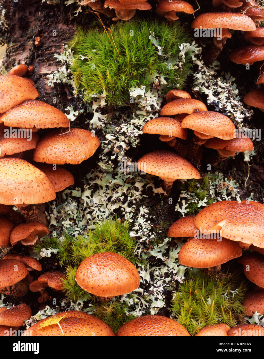 Pilze wachsen auf eine tote Birke, Inverawe, Argyll Stockfoto