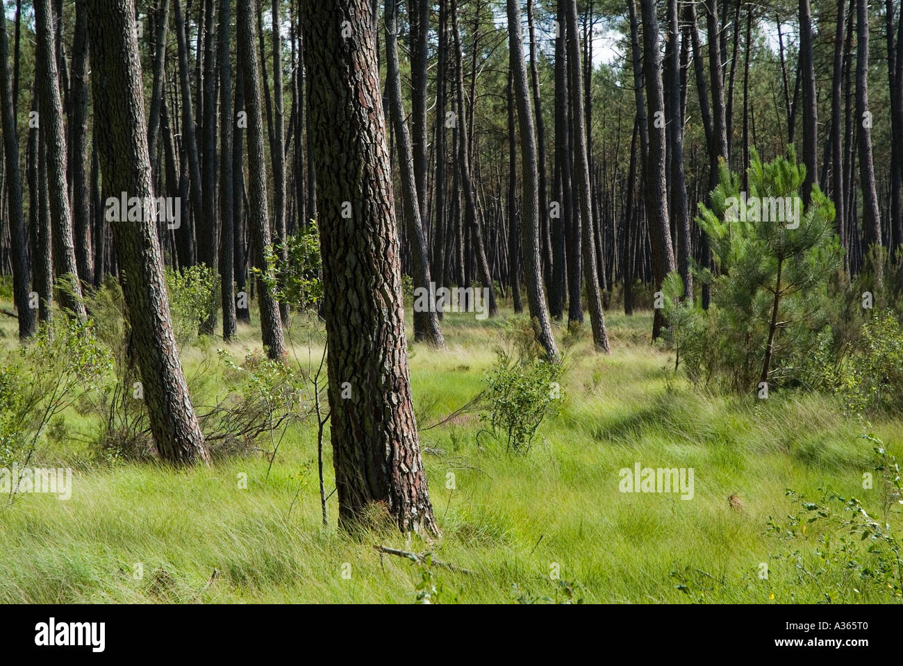 Bäume in einem Wald Wald Stockfoto