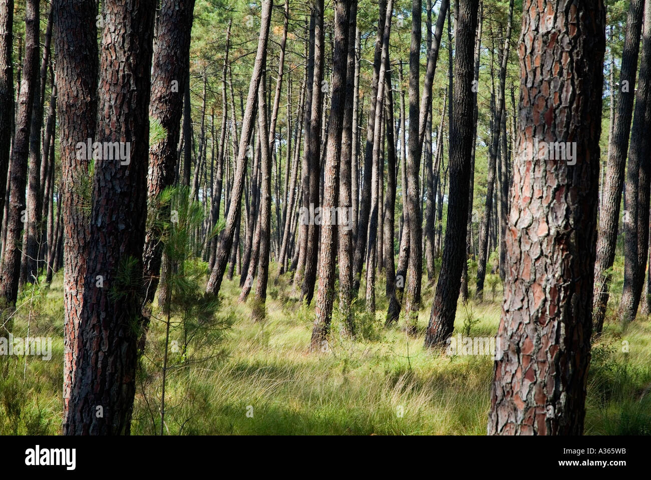 Bäume in einem Wald im Wald der Landes de Gascogne, Frankreich Stockfoto