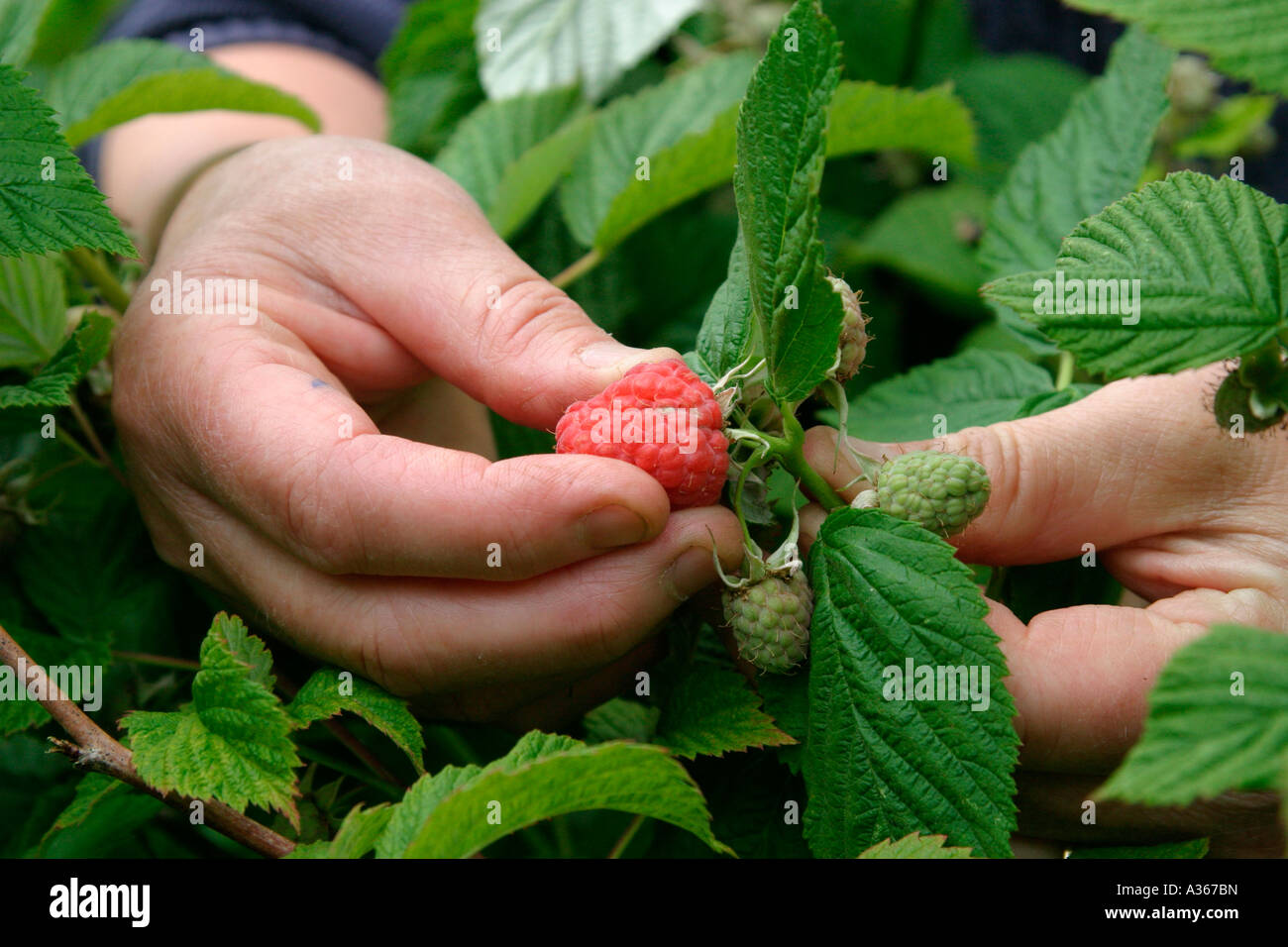 HIMBEEREN PFLÜCKEN OBST HAUTNAH Stockfoto