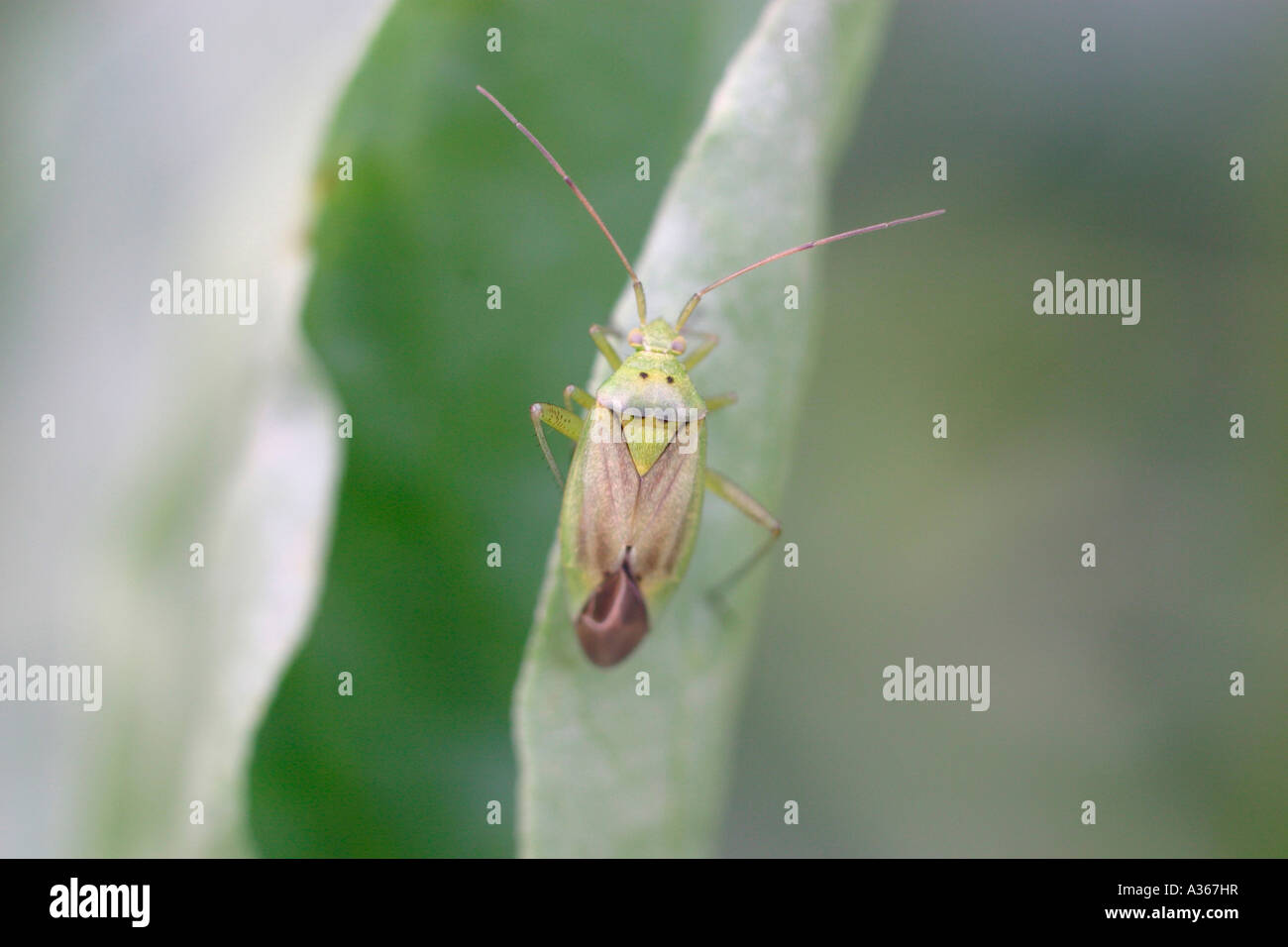 KAPSID BUG AUF SAUBOHNE BLATT RÜCKANSICHT Stockfoto