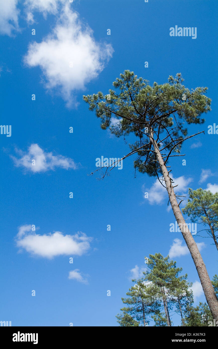 Kiefern gegen einen bewölkten Himmel, Wald der Landes, Aquitaine, Frankreich. Stockfoto