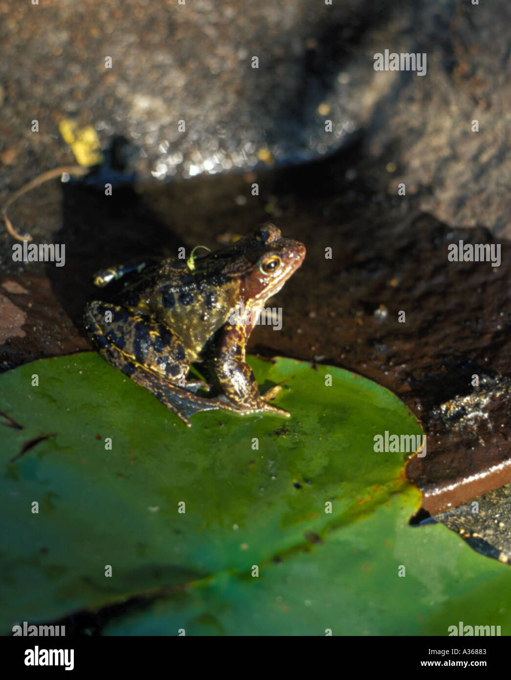 Erwachsenen Grasfrosch (Rana Temporaria) auf ein Seerosenblatt sitzen. Stockfoto