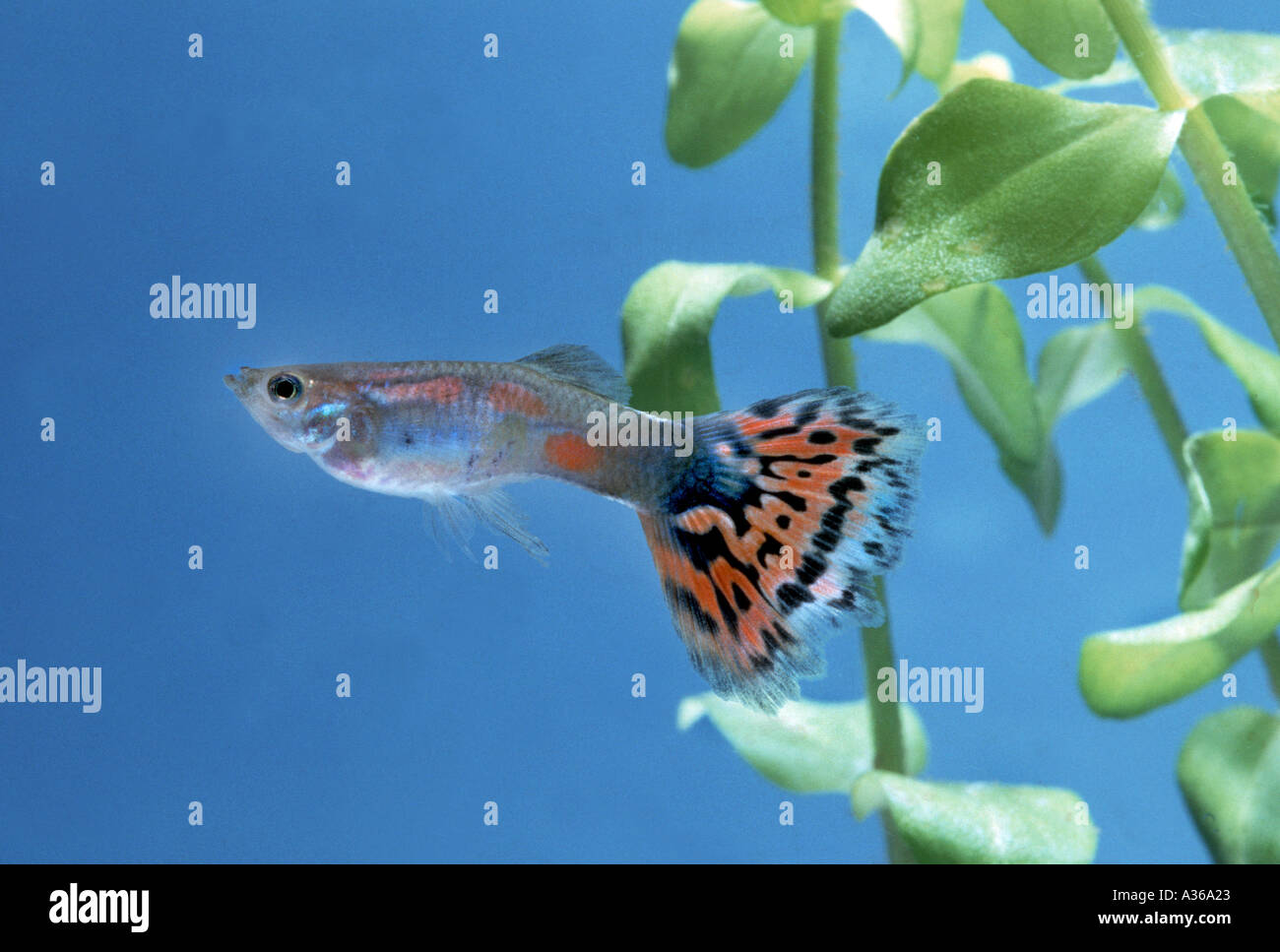 Guppy Fische Aquarium Pflanze grün Tier NATUR waterplant Stockfotografie -  Alamy