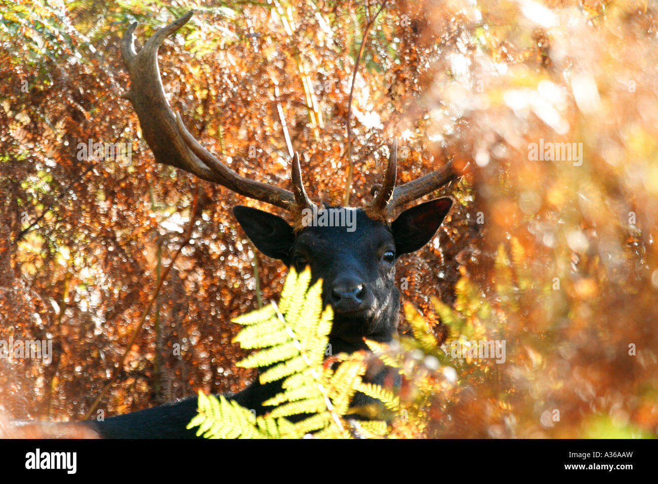 DAMHIRSCH DAMA DAMA BUCK MIT GEBROCHENEN GEWEIH VORDERANSICHT Stockfoto