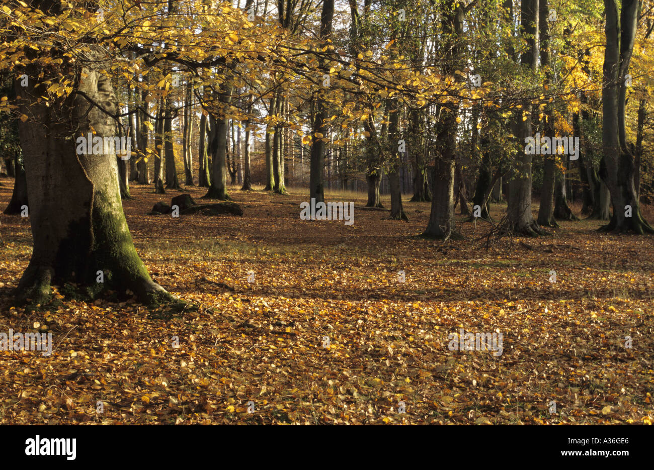 Herbstliche Bäume auf Boldrewood Drive New Forest Stockfoto