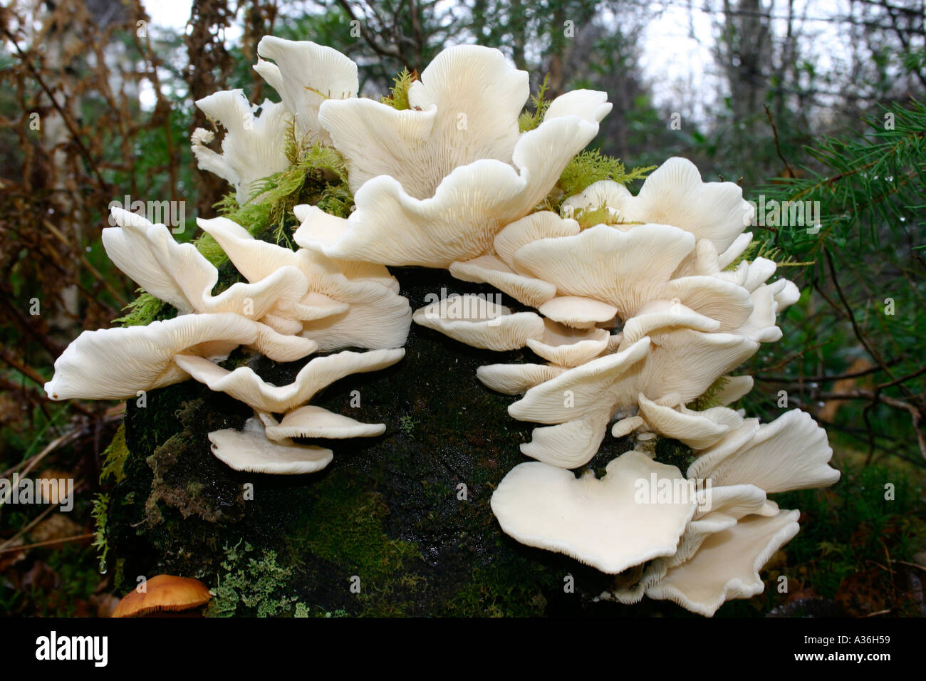 Pilze Pleurotellus Porrigens auf Baumstumpf Stockfoto