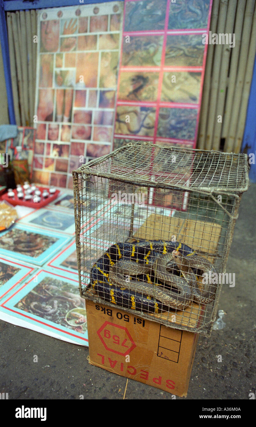 Giftschlange Boiga Indonesien South East Asia Stockfoto