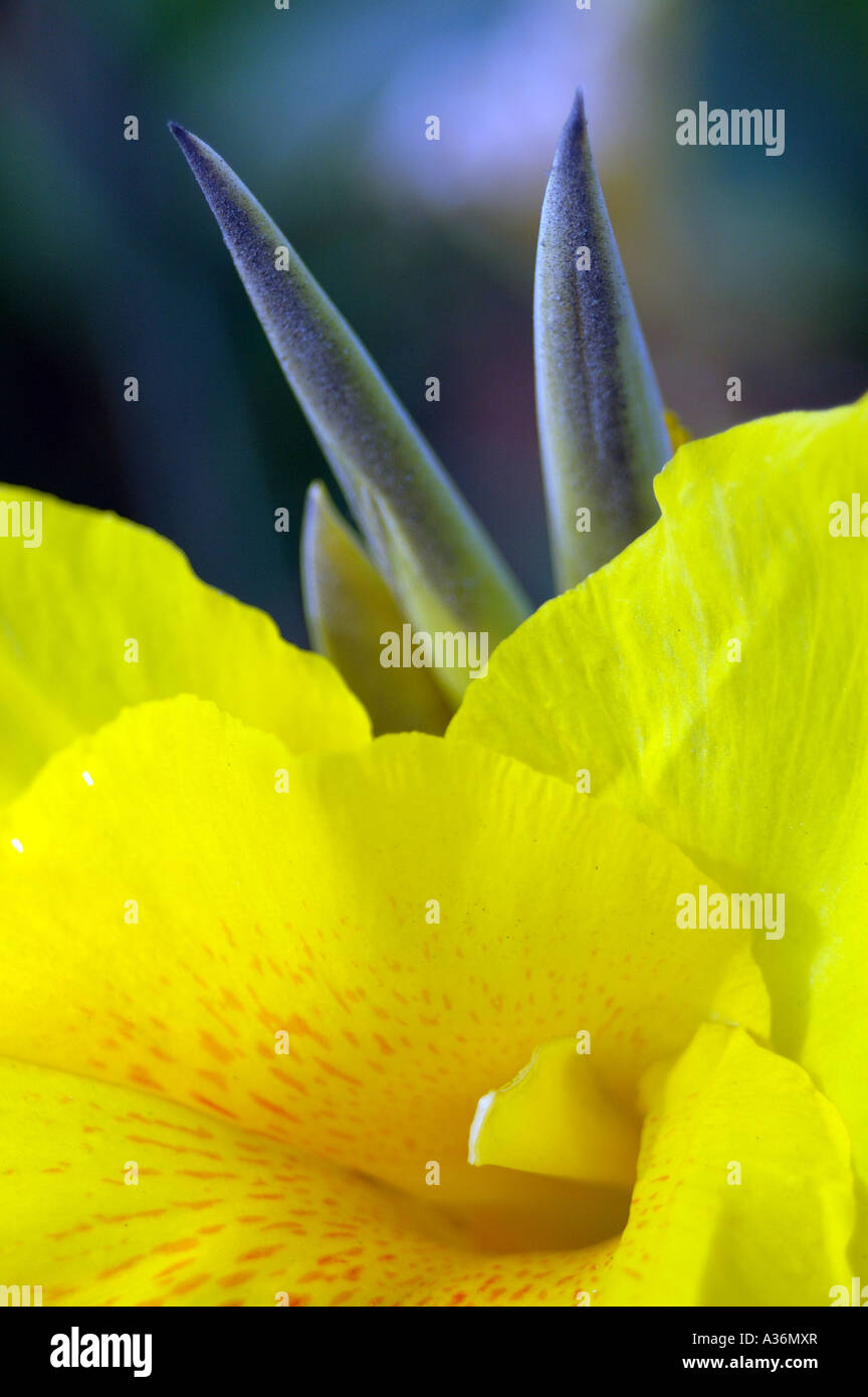 CANNA Blume Stockfoto