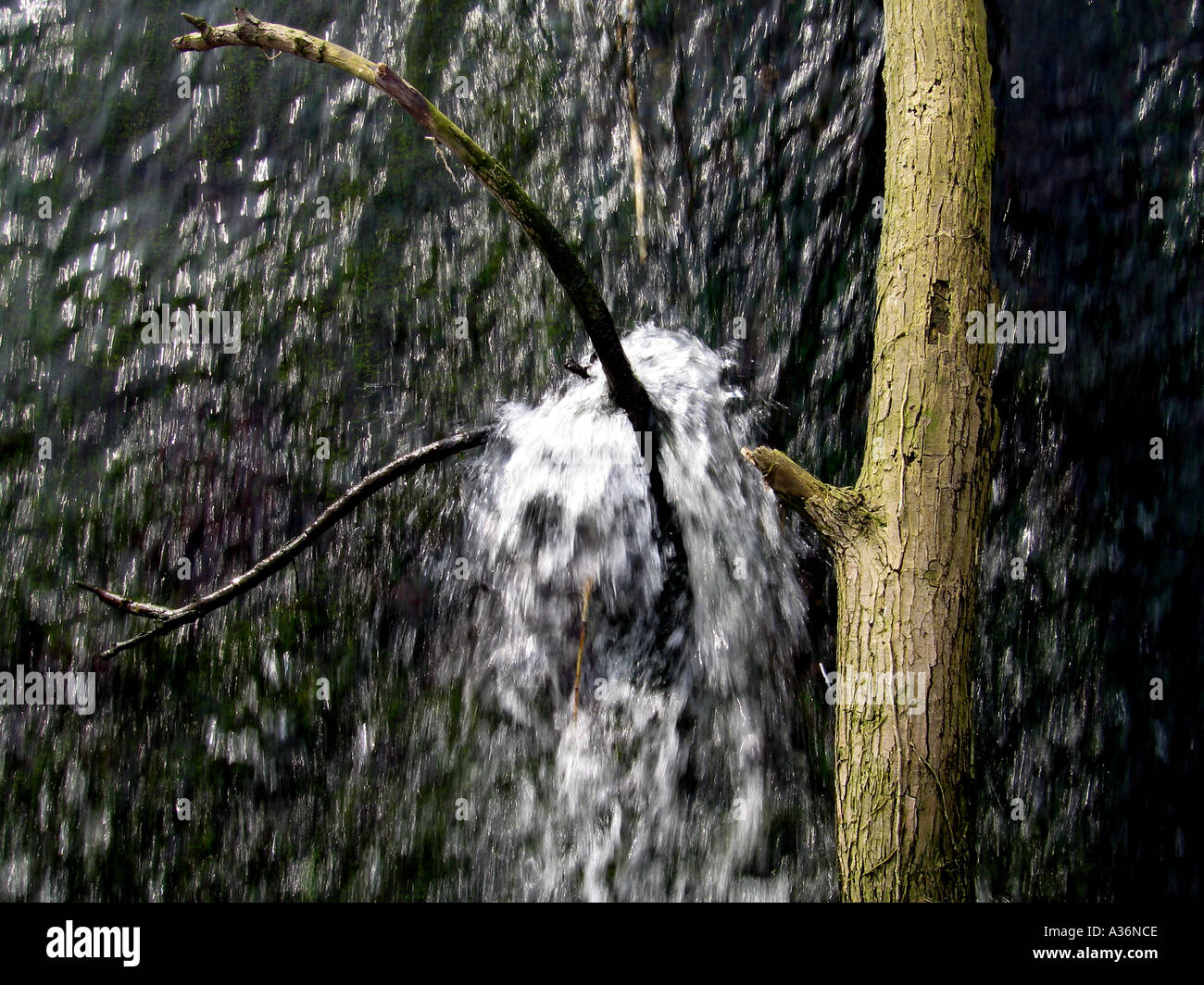 Baum gefangen im Stream. Houghton.Cambridgeshire. UK. Stockfoto