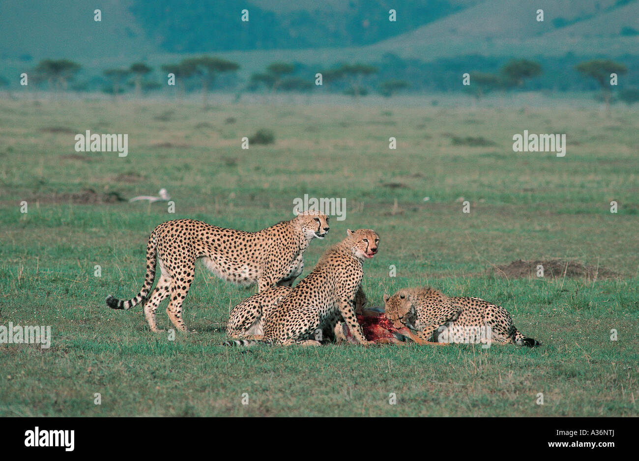 Mutter Cheetah fügen sie 3 drei Jungtiere, die bereits von Impala ernähren sie in Masai Mara National Reserve Kenia getötet hat Stockfoto