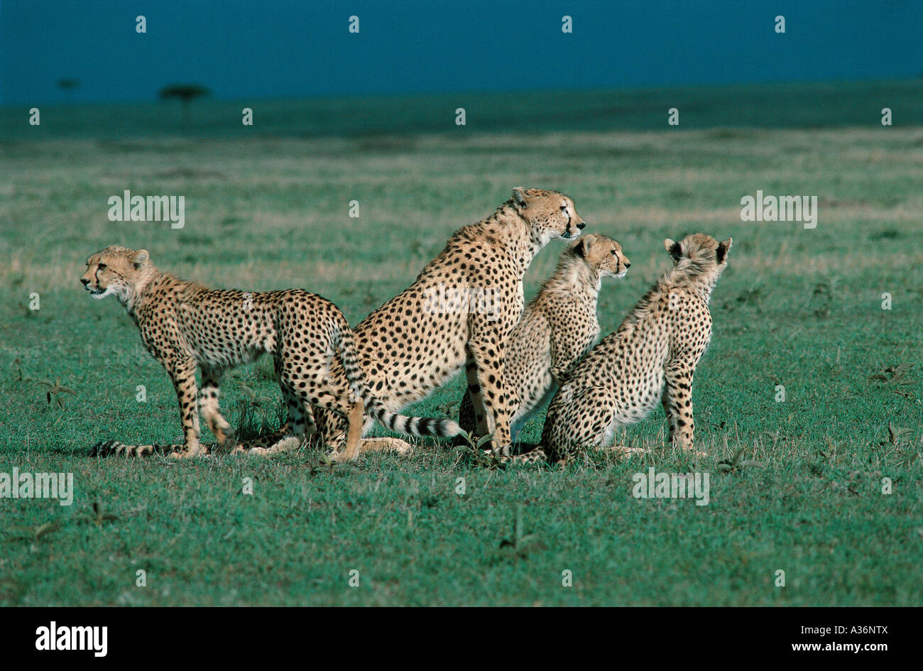 Erwachsene weibliche Geparden und drei halb Erwachsenen jungen in Masai Mara National Reserve Kenia in Ostafrika Stockfoto