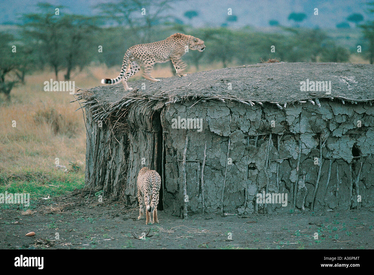 Zwei jungen Geparden etwa ein Jahr alt alt Maasai Wüstung in Masai Mara National Reserve Kenia in Ostafrika Stockfoto