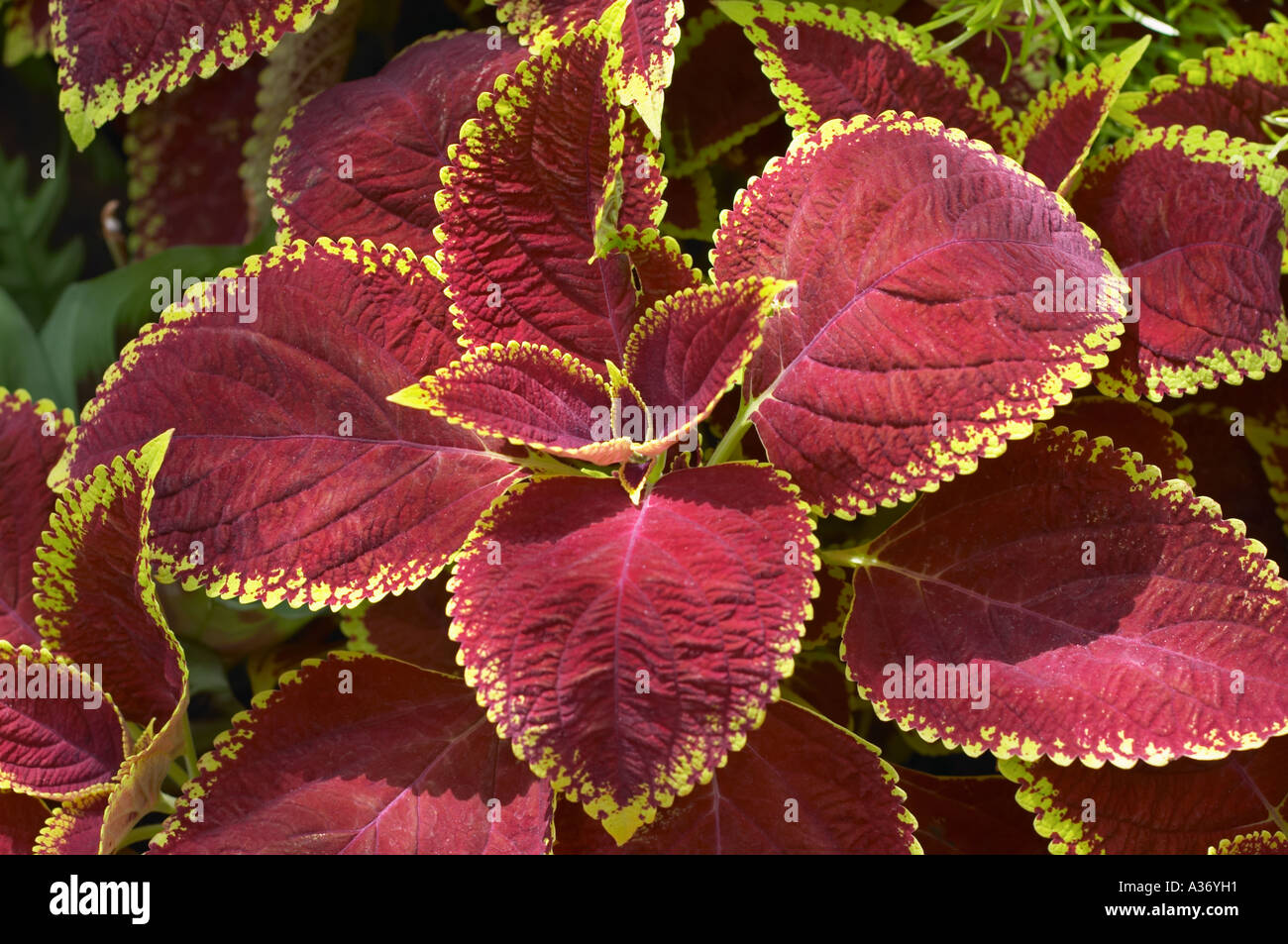 Buntnessel Solenostemon Pflanze Stockfoto