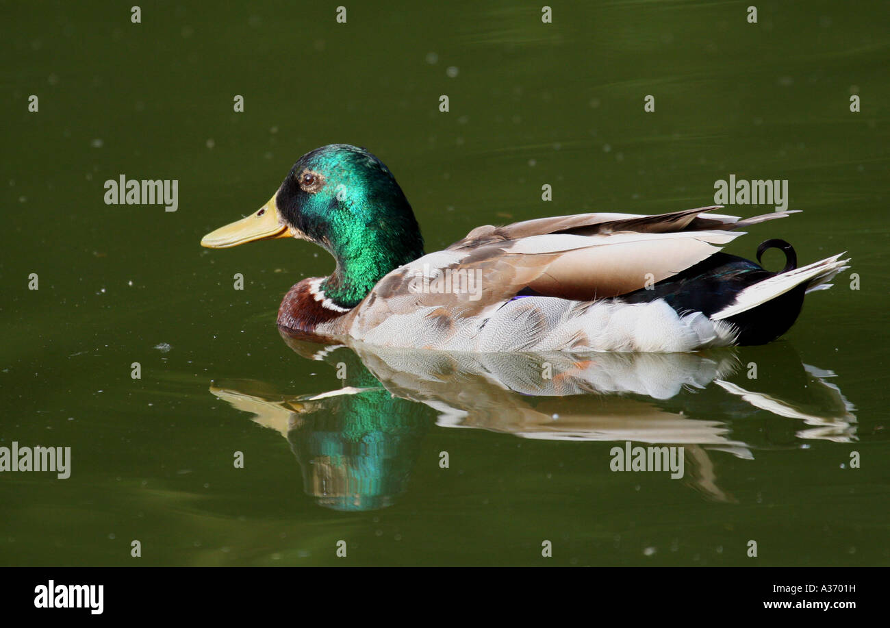 Stockente Stockfoto