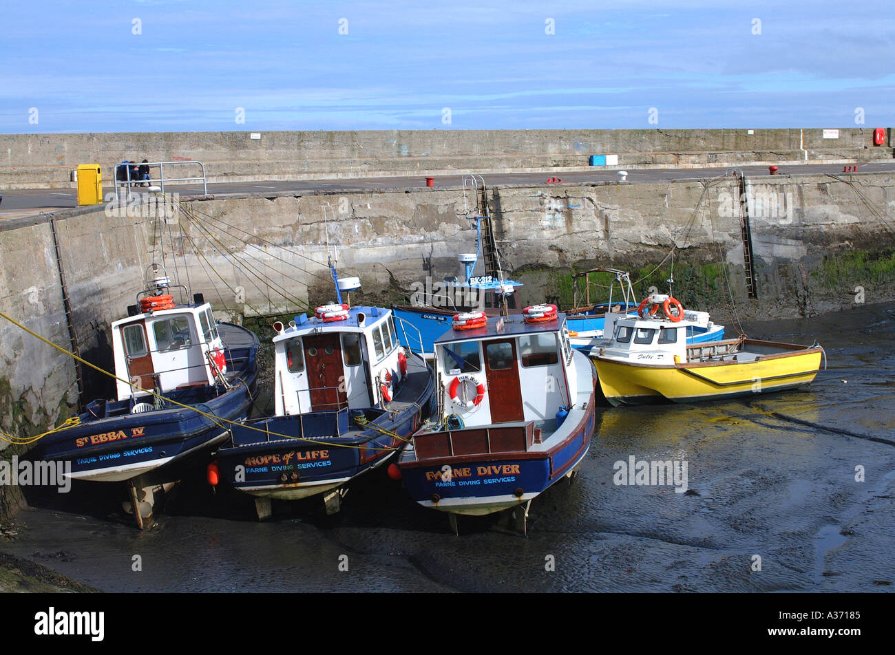 Tauchen und Angelboote/Fischerboote an gemeinsame Hafen Northumberland England Vereinigtes Königreich UK Stockfoto