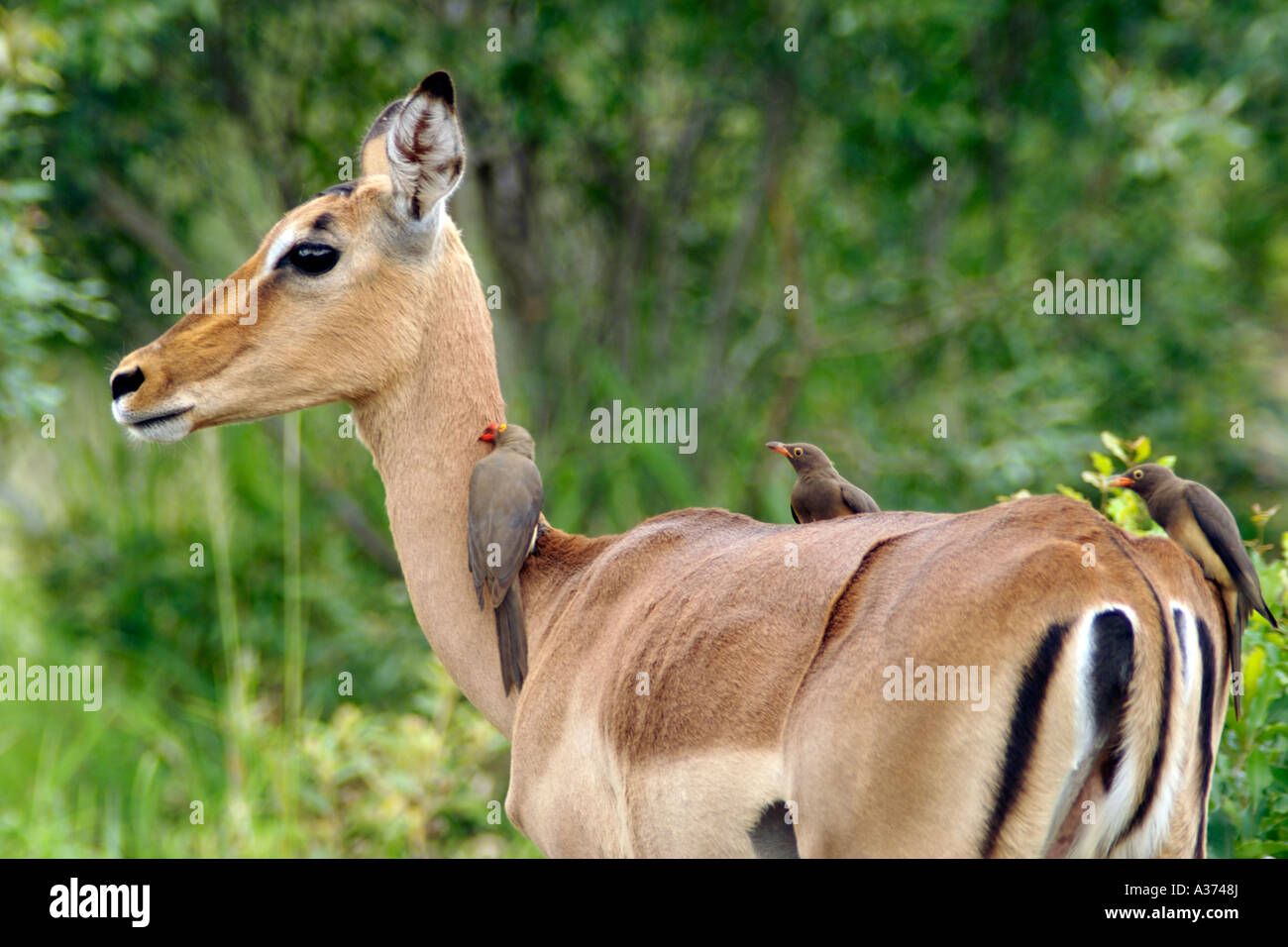 Rot in Rechnung Oxpeckers Fütterung aus Zecken auf der Rückseite ein Impala im Hluhluwe-Umfolozi Nationalpark in Südafrika. Stockfoto