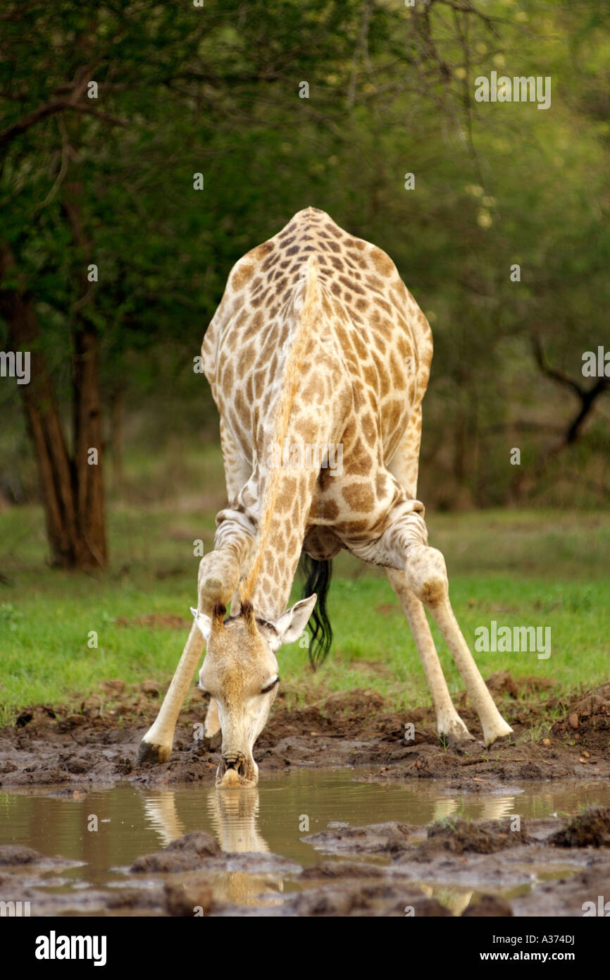 Eine Giraffe (Giraffe Giraffe) trinken an einem Wasserloch in Südafrikas Krüger Nationalpark. Stockfoto