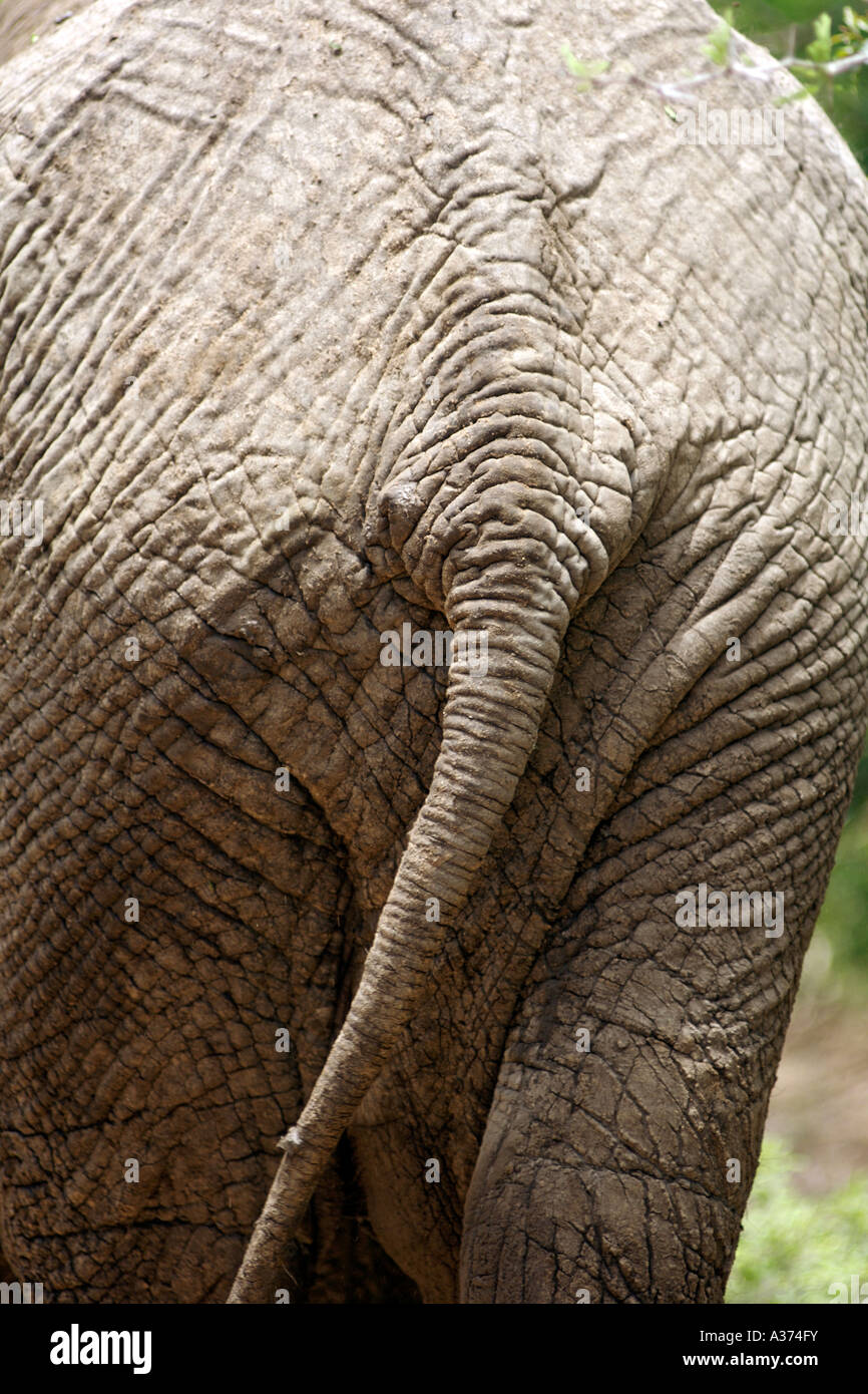 Ein Elefant Heck in Südafrikas Krüger Nationalpark. Stockfoto