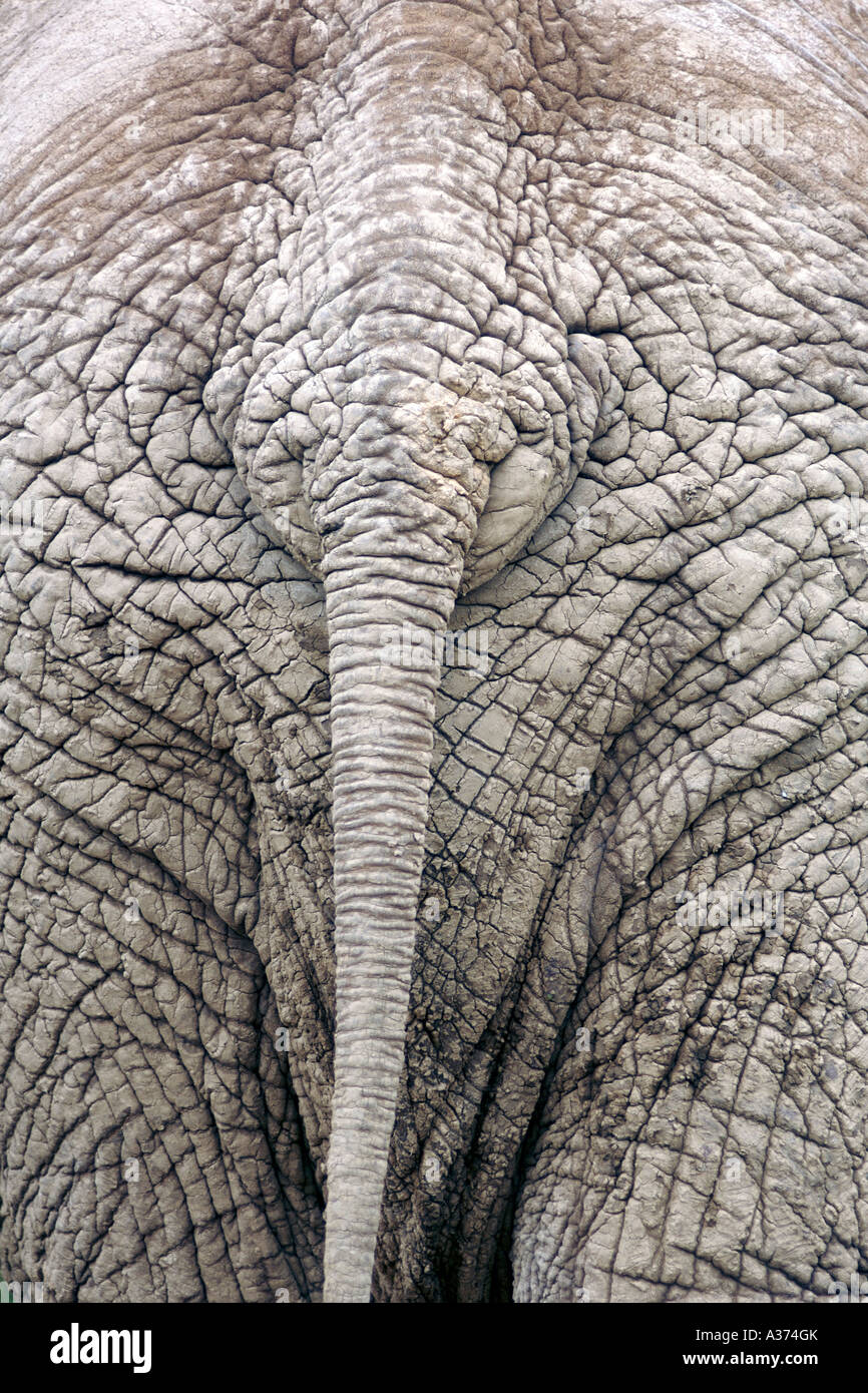 Heck des Elefanten im Addo Elephant National Park in Südafrika Eastern Cape Provinz. Stockfoto
