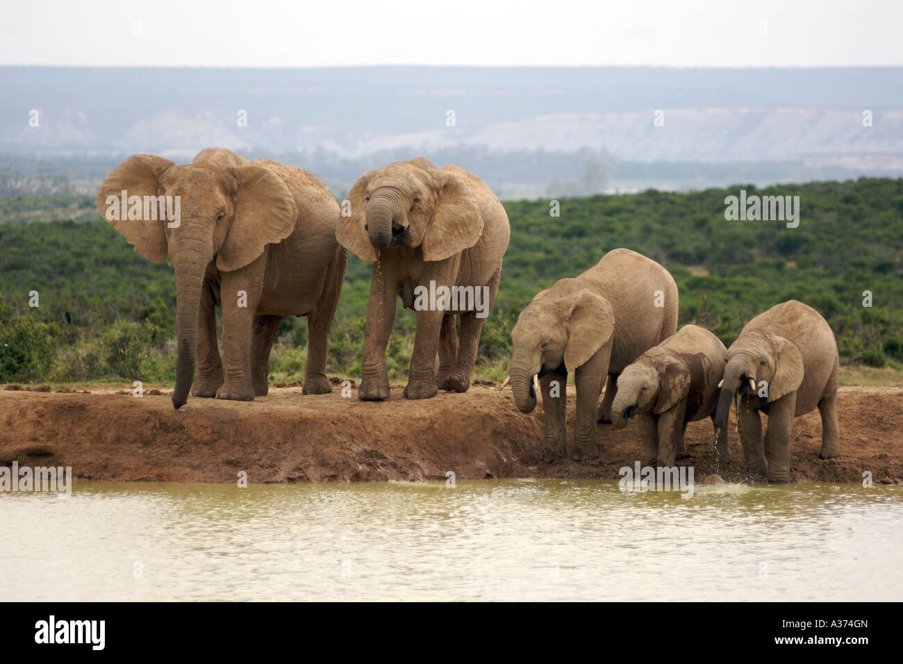 Elefanten (Loxodonta Africana) an einer Wasserstelle in Addo Elephant National Park in Südafrika Eastern Cape Provinz Stockfoto