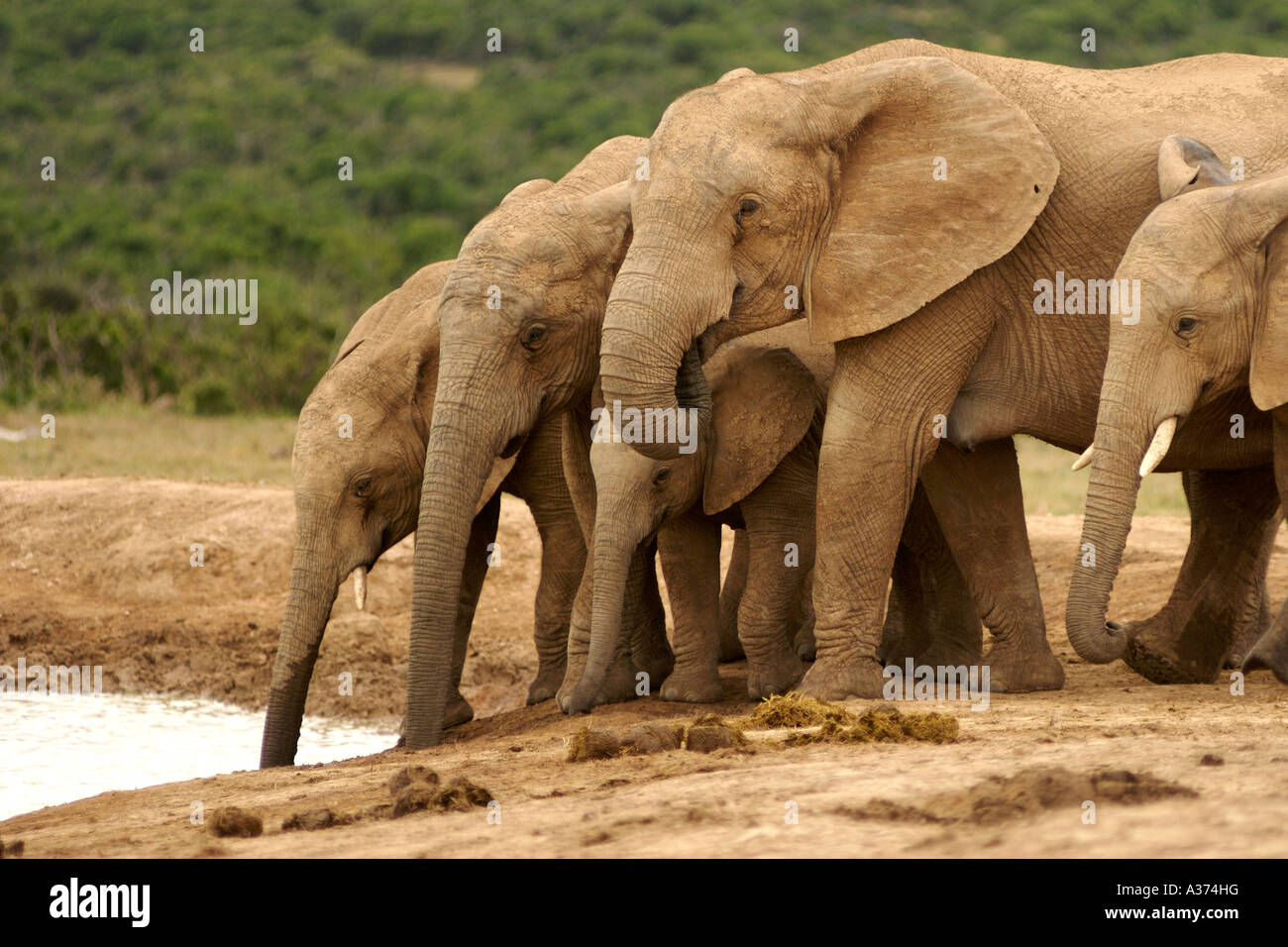 Herde von Elefanten an einer Wasserstelle in Addo Elephant National Park in Südafrika Eastern Cape Provinz. Stockfoto
