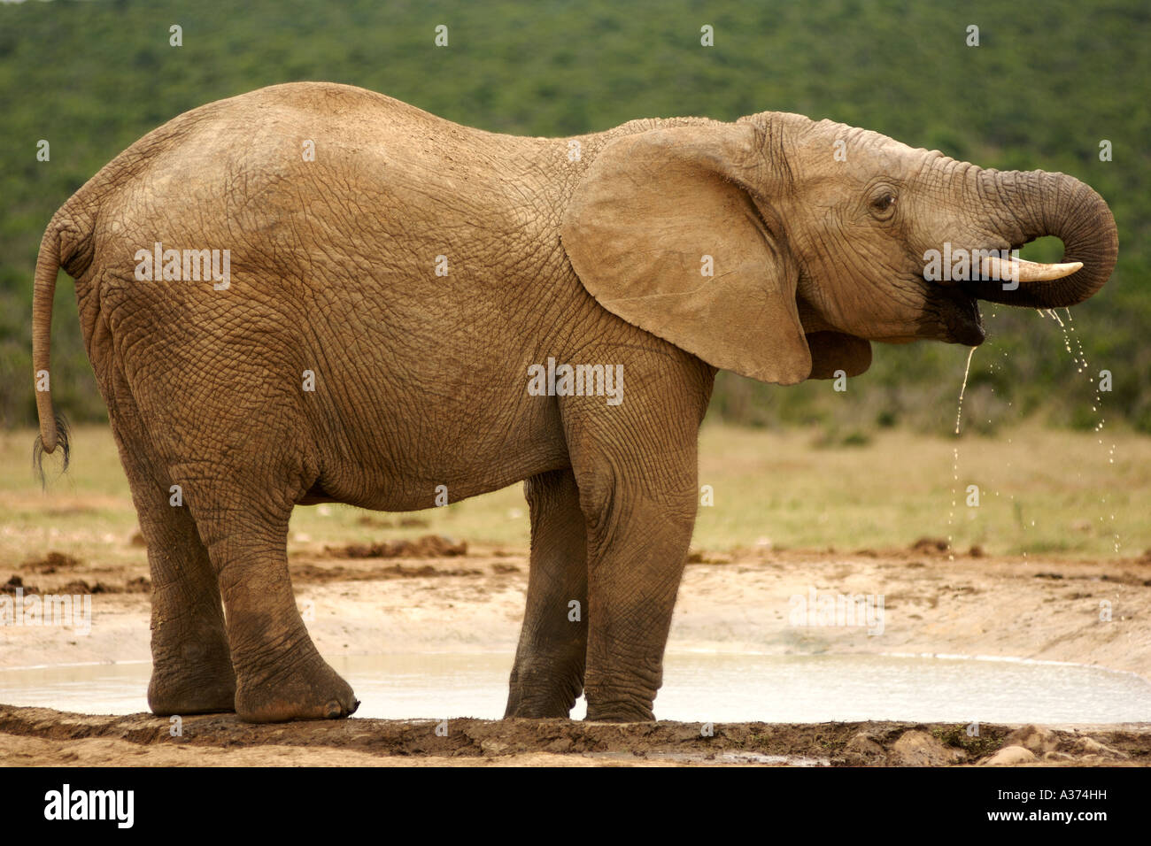 Ein Elefant (Loxodonta Africana) trinken in Addo Elephant National Park in Südafrika Eastern Cape Provinz. Stockfoto