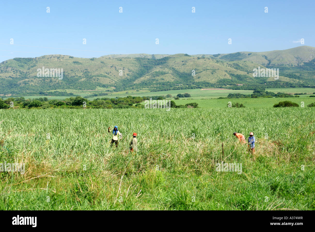 Arbeitnehmer in Zuckerrohr-Felder in der südafrikanischen Provinz Mpumalanga. Stockfoto