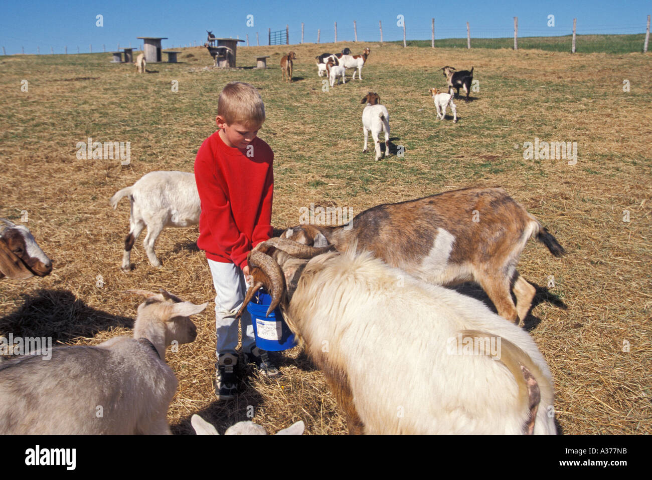 Junge füttert Ziegen auf Bauernhof Stockfoto