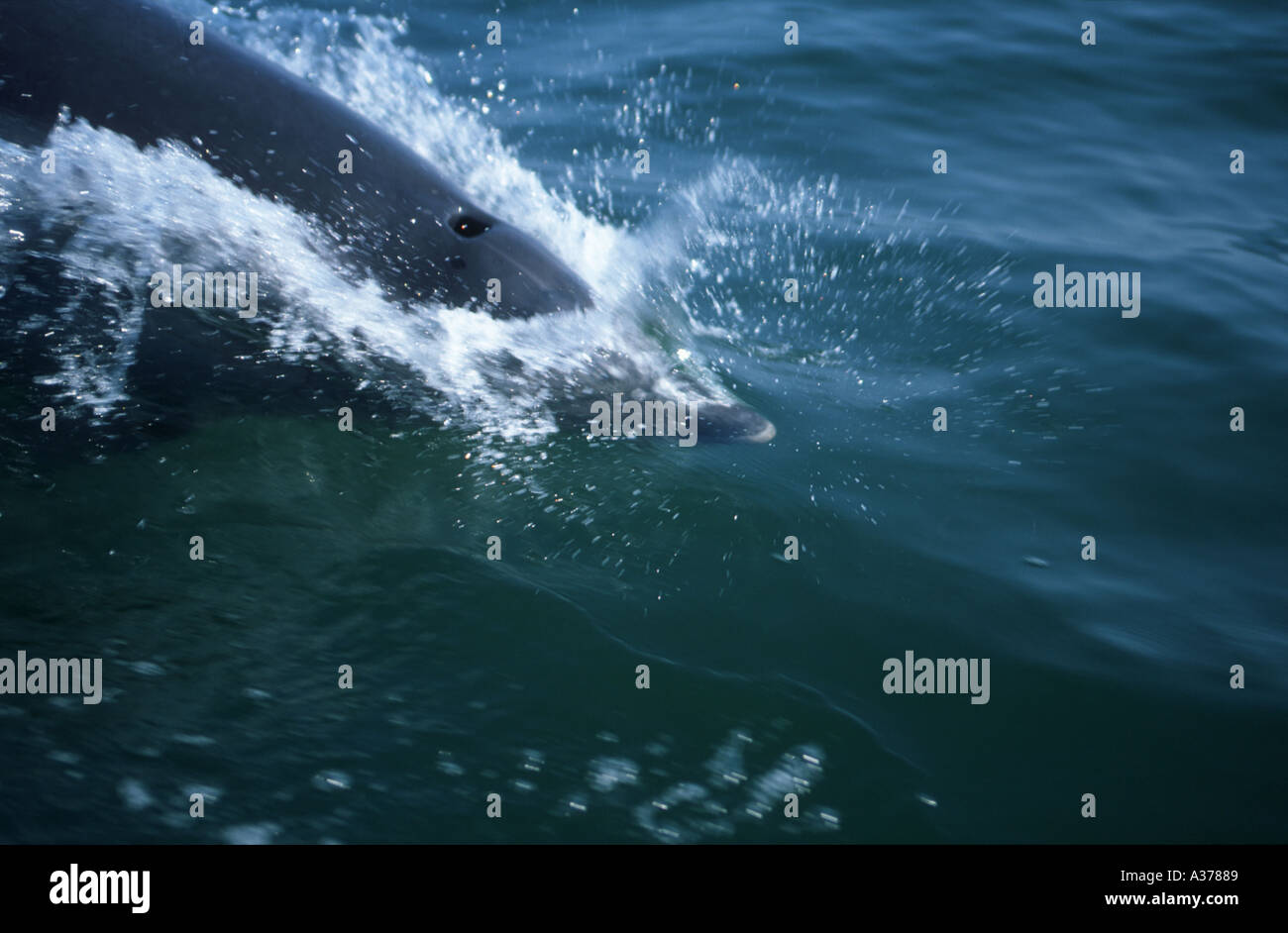 Bottlenose Delphin (Tursiops Truncatus) Walvis Bay, Namibia 2000 Stockfoto