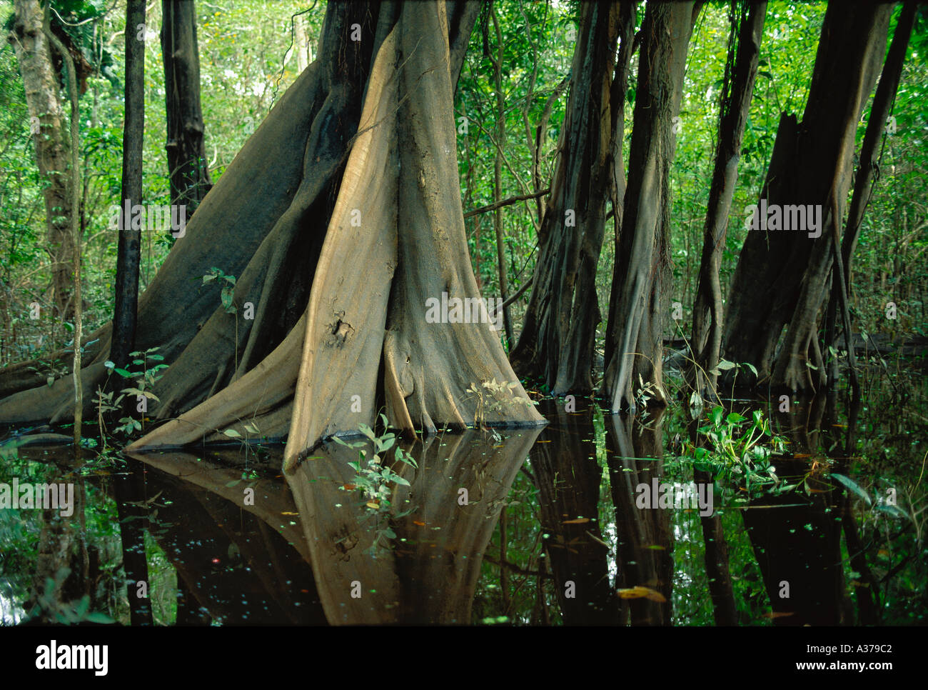 Strebepfeiler der Baum im Sumpf Wald Mata de Igapó in Mamirauá reservieren im Amazonasgebiet Brasilien Stockfoto