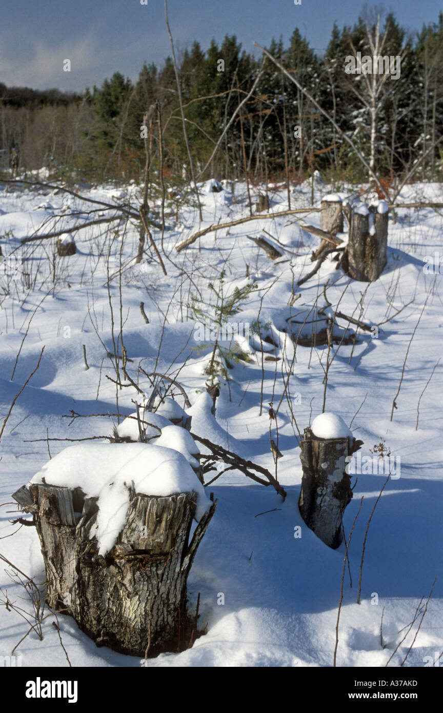 Big Bay Michigan A Mead Anmeldung klar Scherenschnitt in Michigan s obere Halbinsel Stockfoto