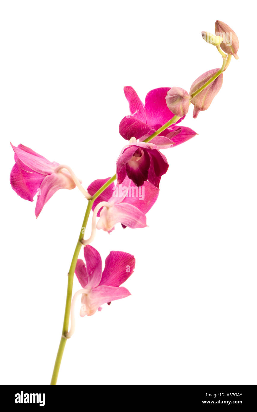 Eine rosa Orchidee Stockfoto