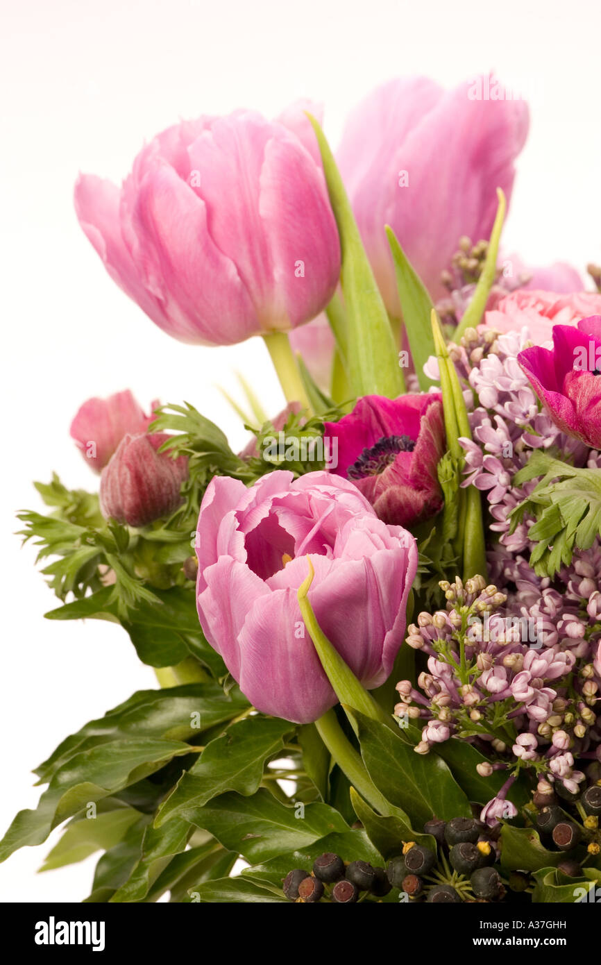 Tulpe, Anemone, lila & Beeren Stockfoto