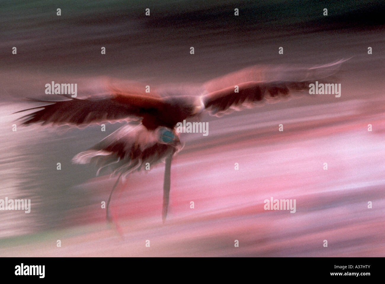 Harris Falke im Flug, Greifvogel, Rettung Stockfoto