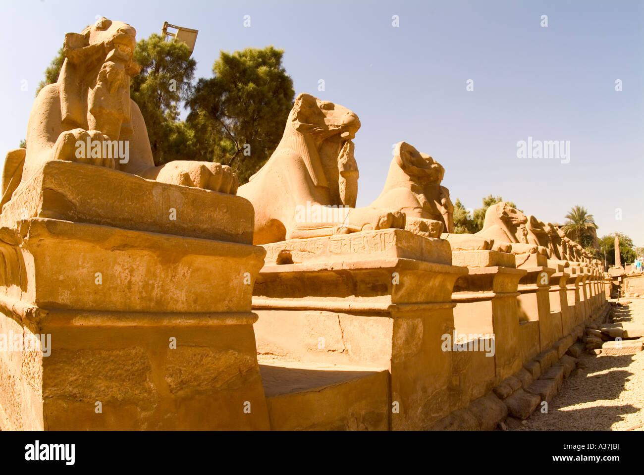 Karnak-Tempel der Avenue RAM leitete Sphinxen vor ersten Pylon Sanctuary Amon Karnak Ägypten Nordafrikas Stockfoto