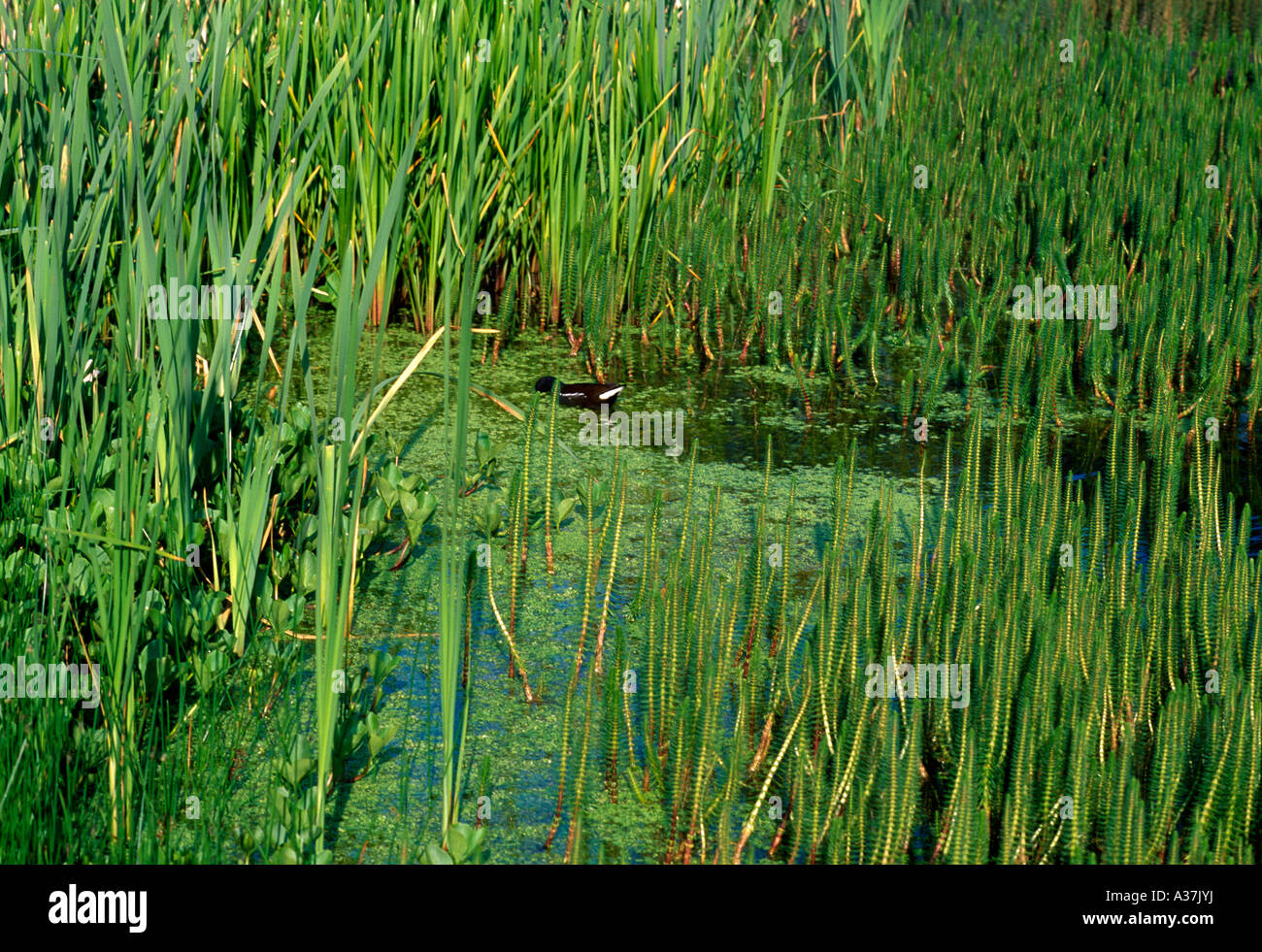 Teich Unkraut & Stuten Tail Carshalton Teiche Surrey Stockfoto