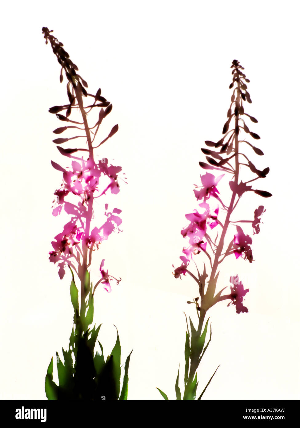 Fotogramm von Rose Bay Willow Herb Stockfoto