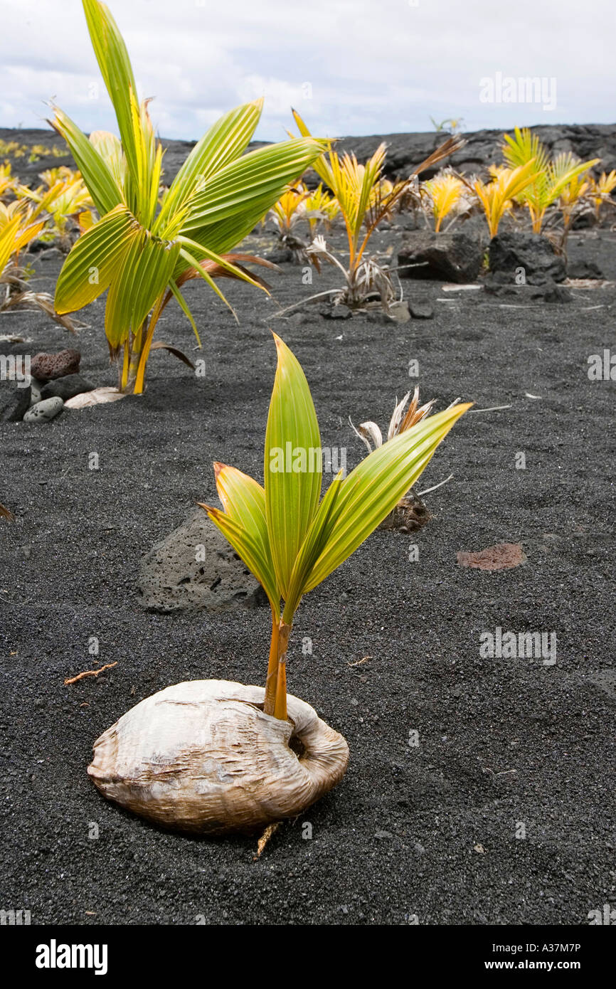 Kokospalmen, die bilden auf den schwarzen Sandstrand von Kaimu Bay auf Hawaii Stockfoto