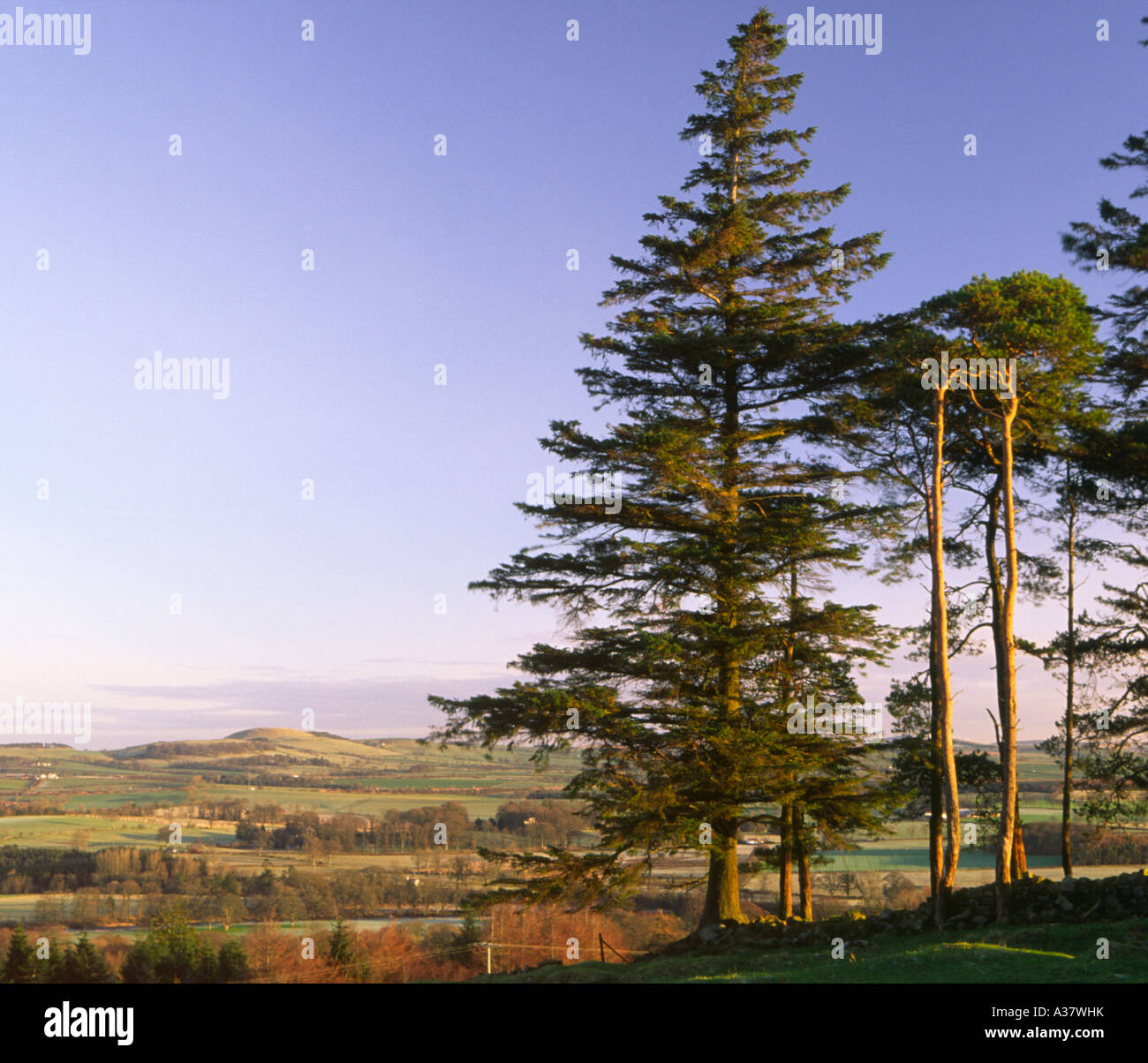 Winter, Landschaft am frühen Morgen Blick über Annandale aus Reue Turm Scotlland UK Stockfoto