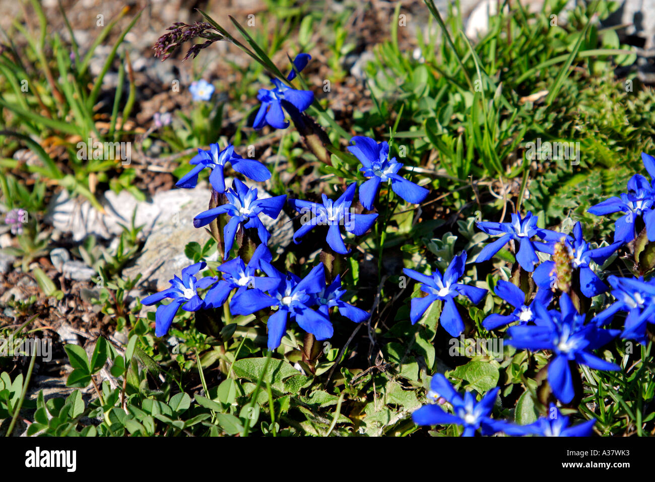 Schweiz-Blumen in den Alpen Stockfotografie - Alamy