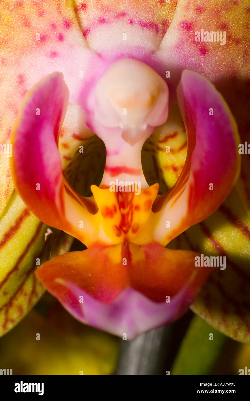 Orchidee Blume Stockfoto