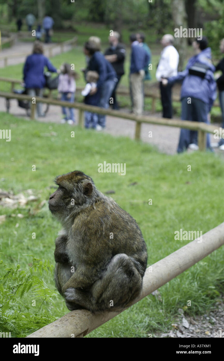 Ein Berberaffe Affe am Affenwald, Trentham Estate, Trentham, Stoke-on-Trent, England, UK Stockfoto