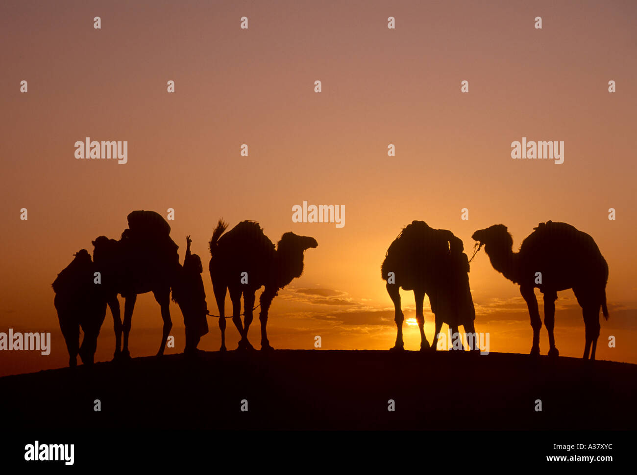 Beduinen und Kamele bei Sonnenuntergang, Douz, Sahara Wüste, Tunesien, Nordafrika Stockfoto