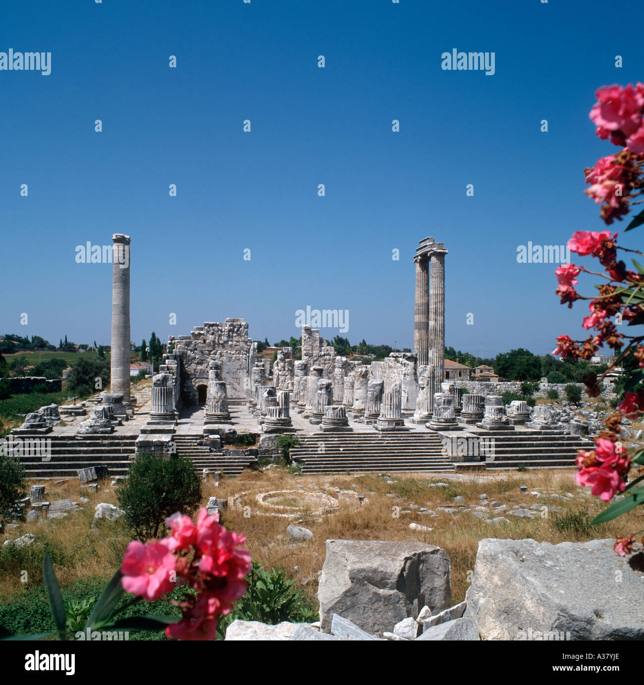 Tempel des Apollo, Didim, Altinkum, Türkei Stockfoto